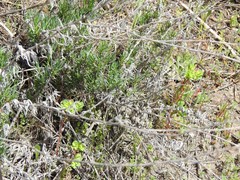 Gypsophila struthium