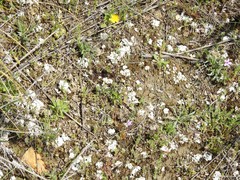 Squamarina lentigera