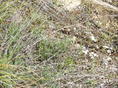 Gypsophila struthium