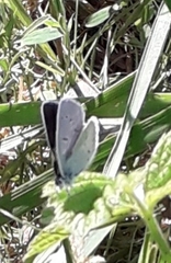 Celastrina argiolus