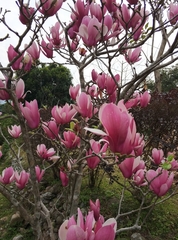Magnolia liliiflora