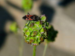 Lasiocoris anomalus