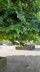 Acer platanoides