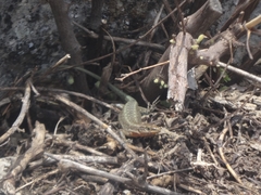 Anatololacerta ibrahimi