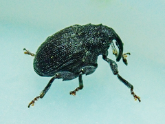 Ceutorhynchus alliariae