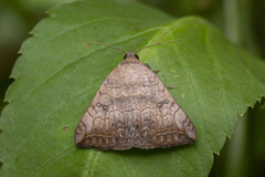 Blasticorhinus rivulosa