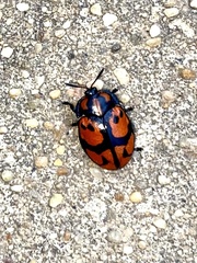 Ogdoecosta biannularis