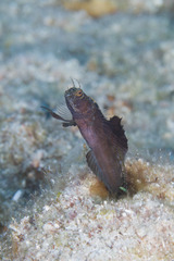 Emblemaria pandionis