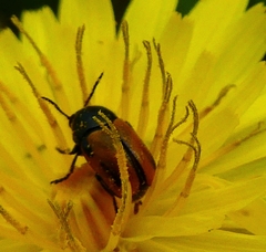 Cryptocephalus rugicollis