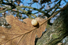 Cynips quercus