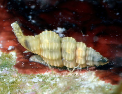 Lienardia mighelsi