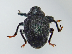 Ceutorhynchus alliariae