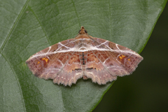 Eugnathia diagonalis