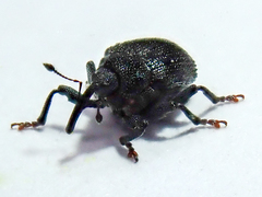 Ceutorhynchus alliariae