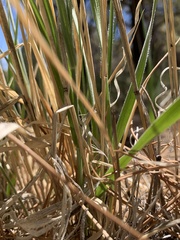 Thinopyrum intermedium barbulatum