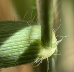 Thinopyrum intermedium barbulatum