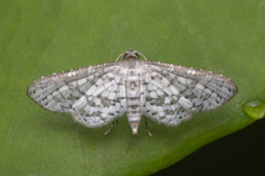 Epaena
