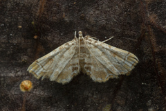 Lygomusotima