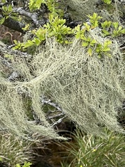 Usnea articulata
