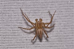 Oxyopes elegans