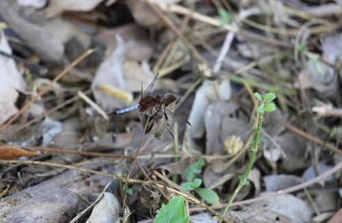 Red-faced Dragonlet photo 5