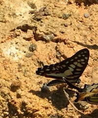 Graphium doson evemonides