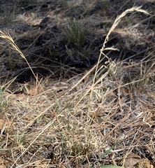 Aristida arizonica