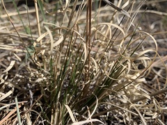 Aristida arizonica