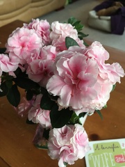 Rhododendron