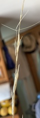 Aristida arizonica