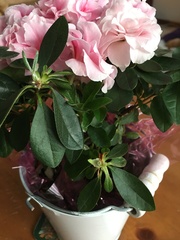 Rhododendron