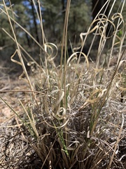 Aristida arizonica