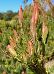 Leucadendron discolor