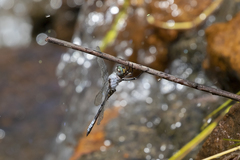 Zygonyx natalensis