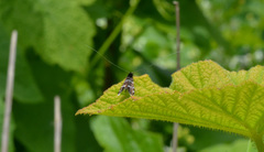 Adela septentrionella