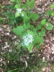 Alliaria petiolata