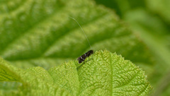 Adela septentrionella