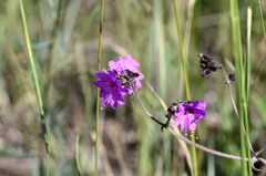 Mirabilis melanotricha
