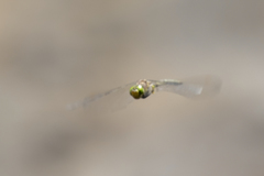 Pinheyschna subpupillata