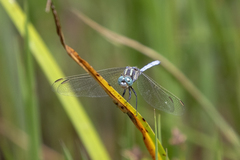 Orthetrum hintzi