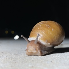 Xanthomelon distractum