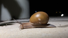 Xanthomelon distractum