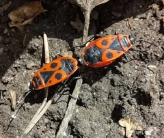 Pyrrhocoris apterus