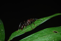 Paraponera clavata