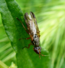 Dorycera