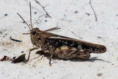 Pardalophora phoenicoptera