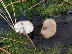 Lentinellus flabelliformis