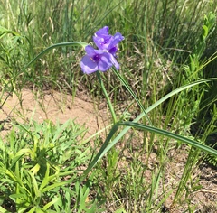 Tradescantia bracteata