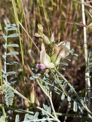 Astragalus speirocarpus