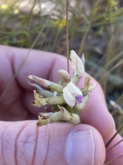 Astragalus speirocarpus